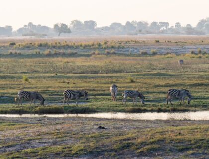 Safari im Okavango-Delta: Die richtige Reisezeit für Botswana